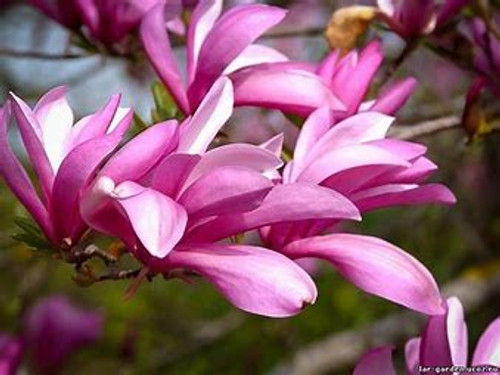 Betty Magnolia Pink Tulip tree, southern magnolia tree,