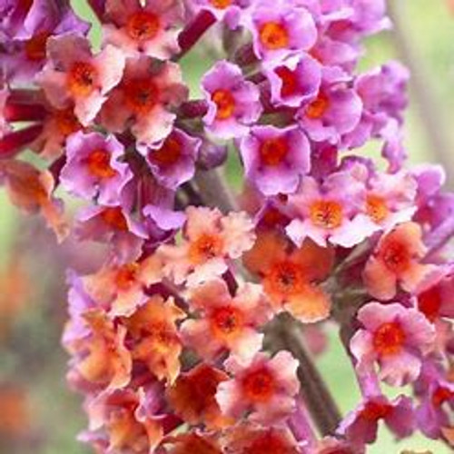 Buddleia x weyeriana 'Bicolor' | Buddleia x weyeriana 'Bicolor' single bloom