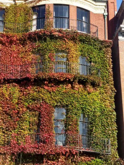 Boston Ivy | Partenocissus tricuspidata 'Boston Ivy'