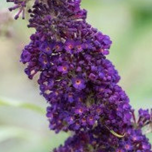 Black Knight Butterfly Bush | Buddleia davidii 'Black Knight' | Quart Plant | Free SHipping