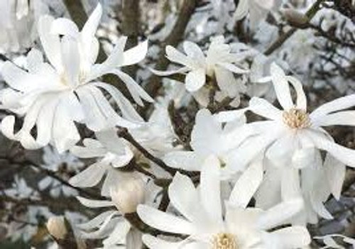 Magnolia ‘Royal Star’ | Magnolia stellata ‘Royal Star’