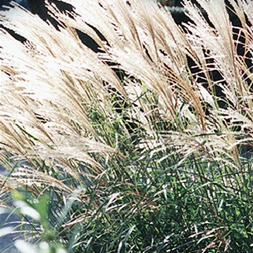 Dwarf Maiden Grass Grass | Miscanthus sinensis 'Adagio' | Quart & 3 Gallon Plant | Free Ground Shipping