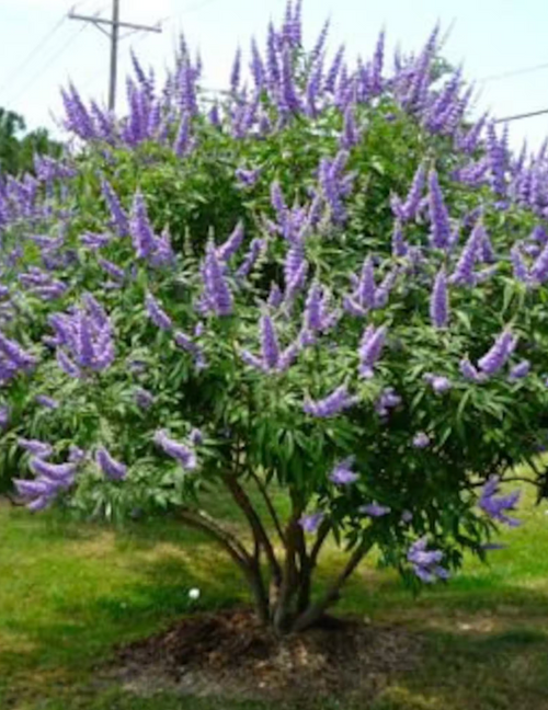 Chaste Tree in the landscape, chaste tree specimen