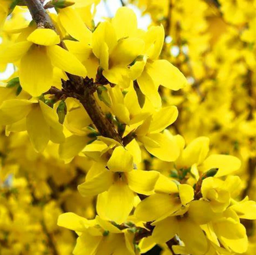 Lynwood Gold Forsythia | Forsythia 'Lynwood'