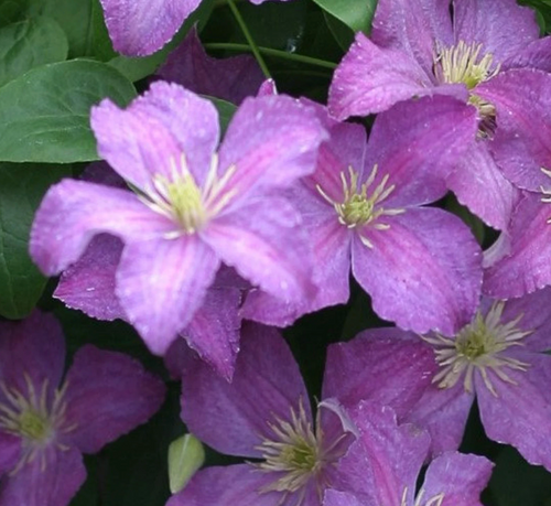 Jolly Good™ Clematis | Jolly Good™ Clematis sp. 'Zojogo' USPPAF | 1 Gallon Plant Free Ground Shipping