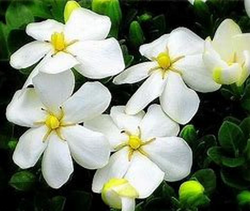 Kleim’s Hardy Gardenia  | Gardenia jasminoides 'Kleim's Hardy' | Quart & 3 Gallon Plant | Free Ground Shipping