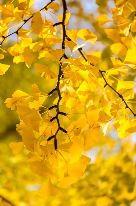 Ginkgo Tree ( Male) | Gingko biloba Maidenhair Tree | Quarts, 1 Gal, & 3 Gal Trees | Free Ground Shipping