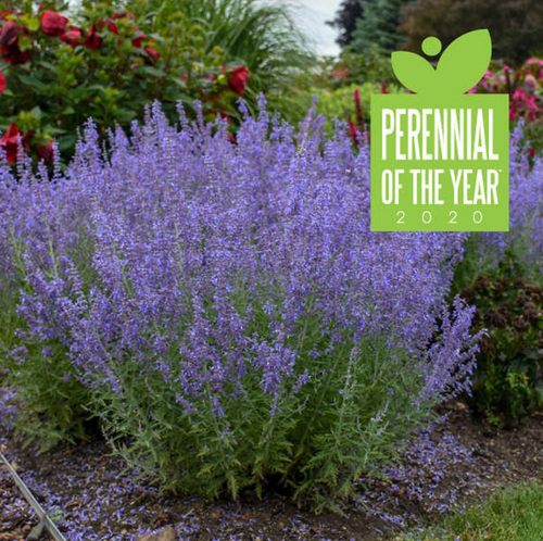 Denim n' Lace Russian Sage  | Perovskia atriplicifolia ‘Denim n’ Lace’