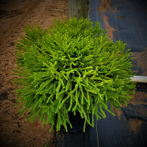Dwarf Japanese Cedar (Globosa nana Cryptomeria) - a compact, evergreen conifer with a unique globular shape. Perfect for small gardens and containers, this resilient plant adds a touch of elegance and tranquility.