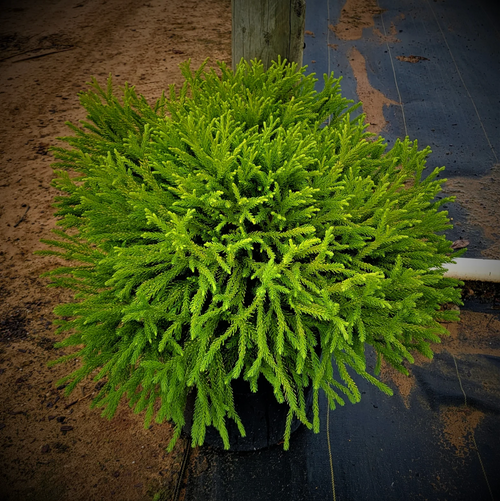 Ground Cedar: A Unique Evergreen Groundcover of Forests