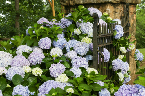 ‘Big Daddy’ Hydrangea in bloom