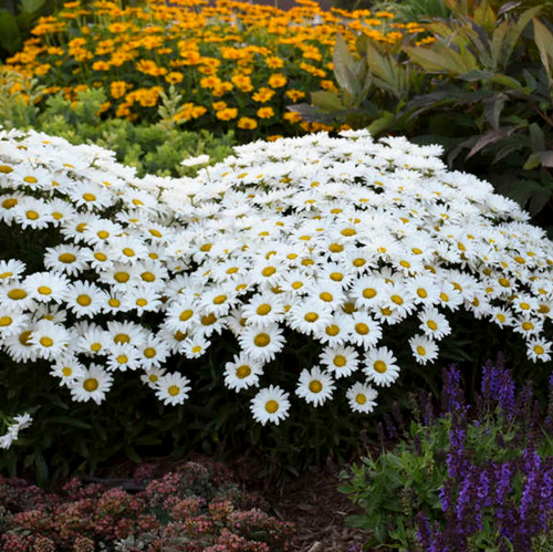 "Discover the enchanting beauty of Leucanthemum superbum 'Daisy Duke' Amazing Daisies® Daisy May® Shasta Daisy. This stunning perennial boasts captivating white petals with golden-yellow centers, creating a cheerful display in any garden. With its compact form and exceptional vigor, this Shasta Daisy is a must-have for flower enthusiasts. Experience the joy of vibrant blooms and long-lasting charm with 'Daisy Duke' Amazing Daisies® Daisy May® Shasta Daisy."