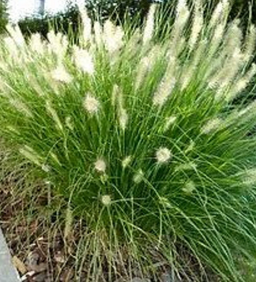 Dwarf Fountain Grass | Pennisetum alopecuroides 'Hameln' | Quart Plant | Free Ground Shipping