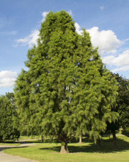 Bald Cypress Tree