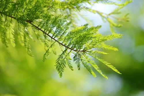 Bald Cypress Tree