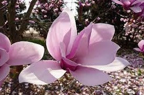 Saucer Magnolia Pink Tulip Tree