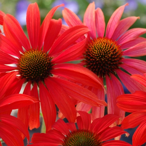 Tomato Soup Coneflower | Echinacea Prairie Stars™ 'TOMATO SOUP' | Quart Plant | Free Ground Shipping