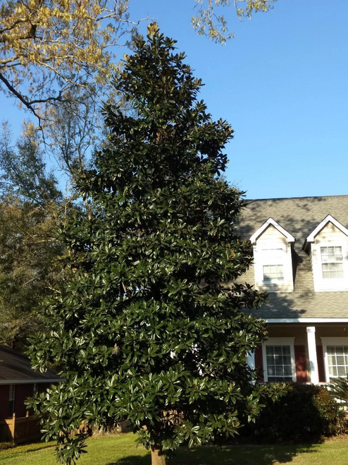 Little Gem Magnolia Tree | Magnolia grandiflora 'Little Gem'