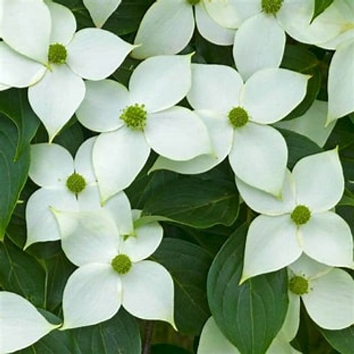 Kousa Dogwood | Kousa var. chinensis 'Kousa' | White Flowering Dogwood