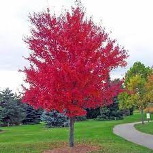 Autumn Blaze Maple ® Tree