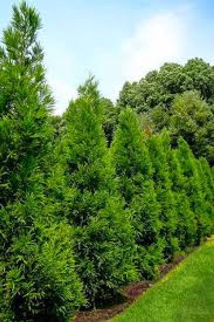 Yoshino Cryptomeria | Japanese Cedar | Cryptomeria japonica 'Yoshino' | 5 Gallon Plant  | Free Ground Shipping