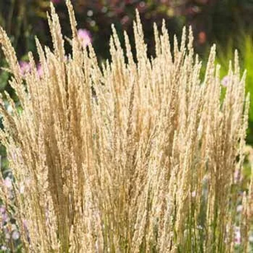 Feather Reed Grass ‘Karl Foerster’ | Calamagrostis x acutiflora ‘Karl Foerster’