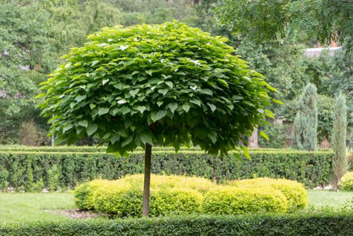 Catalpa Tree 'Super Seedling'  | Southern Catalpa Tree| Cigar Tree