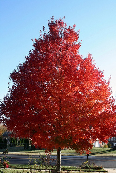 October Glory Shade Tree at maturity