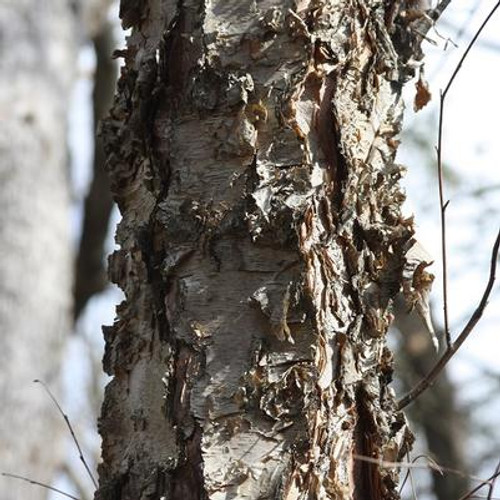 River Birch Tree | Betula nigra ‘Select’ | 5 Gallon Tree 4-5' Tall | Free Ground Shipping
