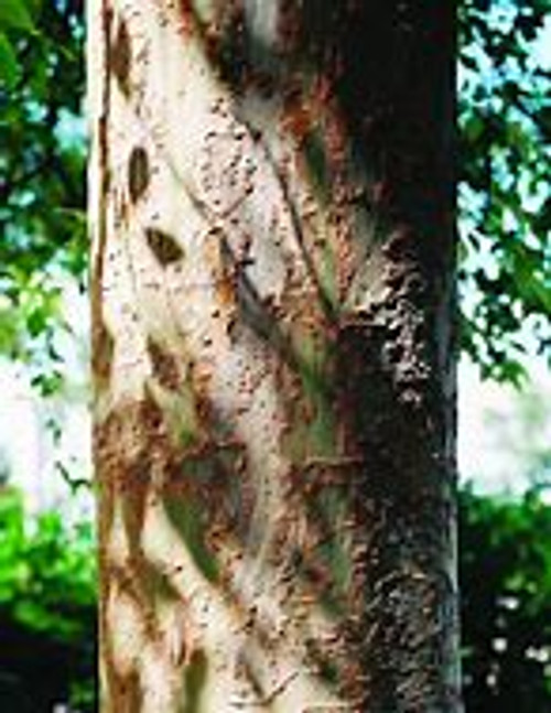 Bosque Elm® Tree | Ulmus parvifolia UOMTF'