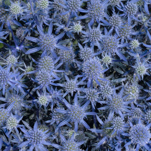 Blue Glitter Sea Holly, Flat Sea Holly, Eryngium p. 'Blue Glitter', Sea Holly Blue Glitter, False Sea Holly, Blue Glitter, Blue Eryngo 'Blue Glitter