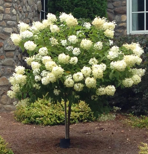 Limelight Hydrangea  Tree | Hydrangea paniculata 'Limelight' | 3 Gallon Tree | Free Ground Shipping