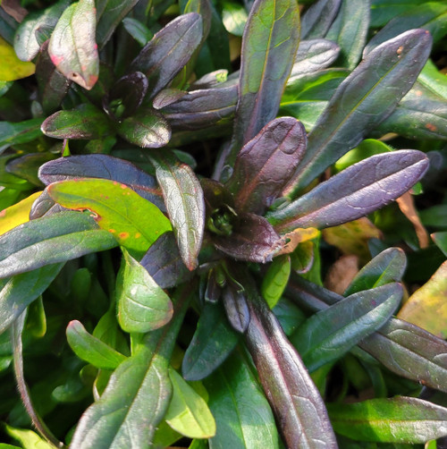 Chocolate Chip Ajuga | Ajuga reptans ‘Chocolate Chip’ ground cover