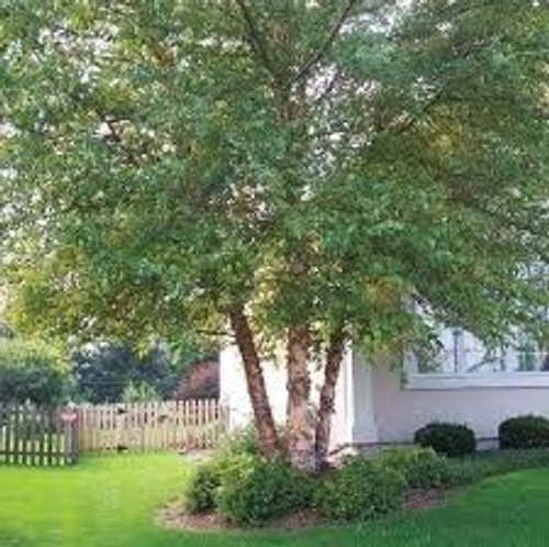 Heritage River Birch | Betula nigra 'Cully' | 5 Gallon Plant | Free Ground Shipping