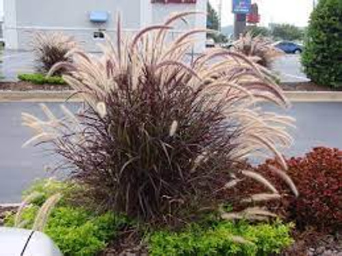 Purple Fountain Grass | Pennisetum 'Rubrum' | Quart Plant | Free Ground Shipping