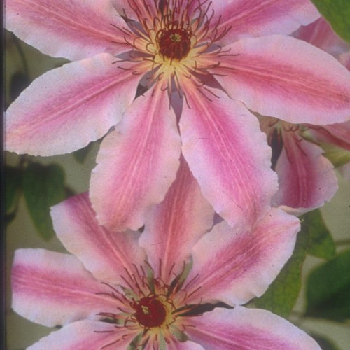 Nelly Moser Clematis |Clematis 'Nelly Moser’ | Quart Plant | Free Ground Shipping