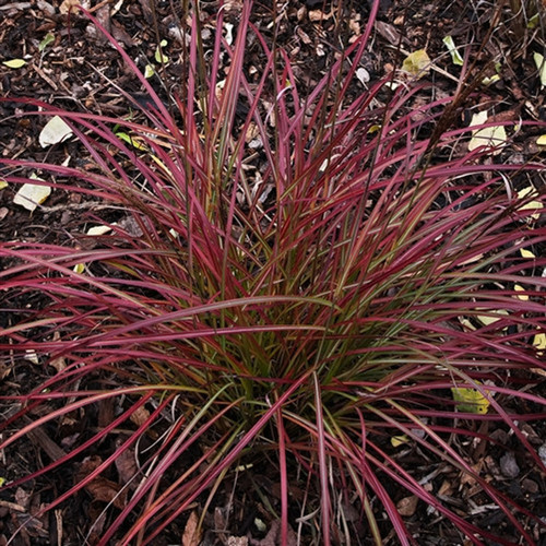 Little Miss Dwarf Maiden Grass | Miscanthus sinensis 'Little Miss' | Quart & 3 Gallon Plant Free Ground Shipping