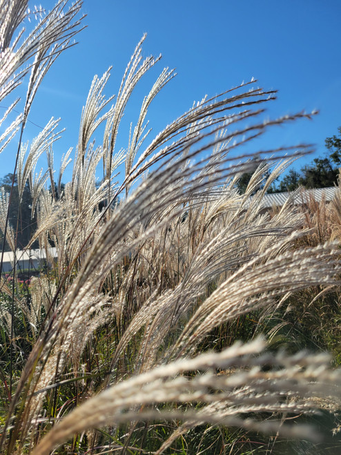 Silver Feather Maiden Grass | Miscanthus s. Silberfeder "Sliver Feather Grass"