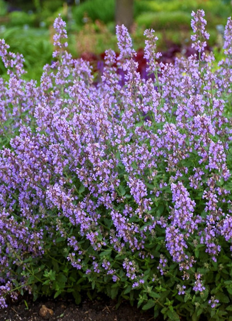 Nepeta faassenii 'Cat's Meow' PP24472 CPBR5098
cat nip