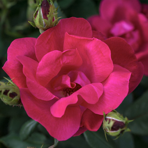 Red Knock® Out Rose |  ‘Radrazz’