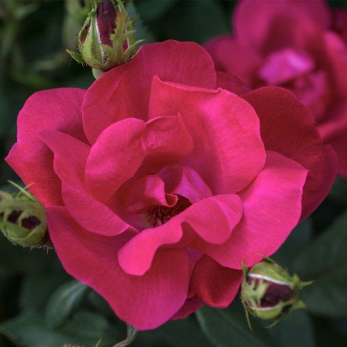 The Knock Out® Family of Roses Products - The Plant Factory