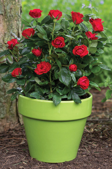 Petite Knock Out® Rose | ‘Meibenbino’  PP 30,811  U.S. Pat. No. 11,252,928 CPBR 6,553 | Quart Plant  |Free Ground Shipping