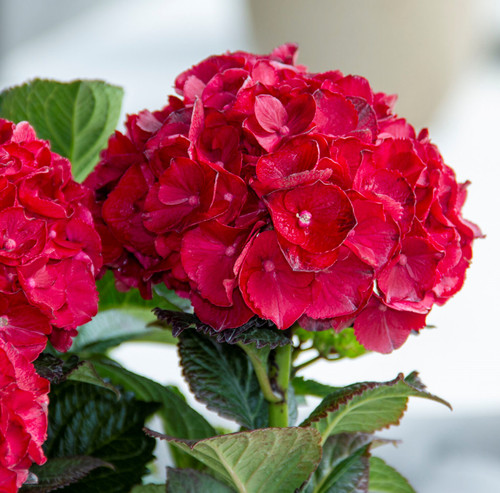 Cherry-Go-Round Hydrangea red blooms