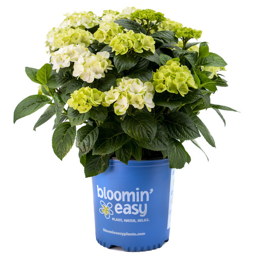 Grin and Tonic™ Hydrangea | Hydrangea m. ‘HOKOMAGRITO' UPSSAF, CPBRAF Grin and Tonic ™ | Quart & 3 Gallon Plant | Free Ground Shipping