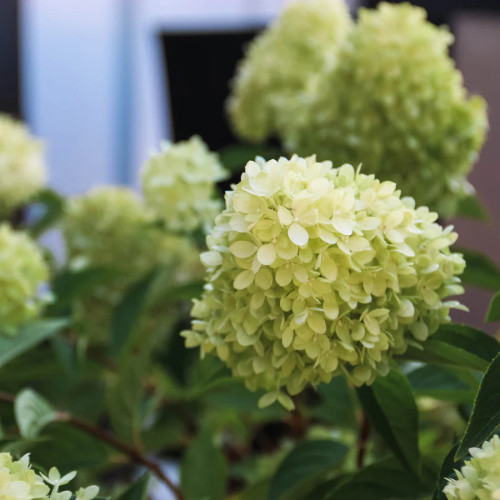 Early summer flowers of Dragon Baby Hydrangea. Dragon Baby Images