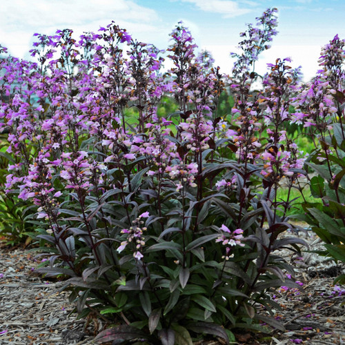 Penstemon 'Blackbeard' PP30052, Common Name: Beardtongue