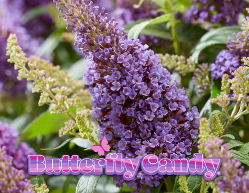 Discover Buddleia Butterfly Candy™ Lil' Lavender™, the perfect addition to your garden. With its captivating blooms and irresistible fragrance, this hardy plant thrives in various hardiness zones. Explore its care tips, versatile landscape uses, and ideal companion plants. Elevate your outdoor space with the enchanting allure of Butterfly Candy™ Lil' Lavender™.