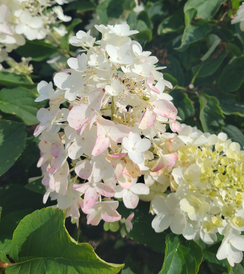 Little Hottie® Hydrangea | First Editions® Hydrangea paniculata 'BAILPANONE' PP# 32,549