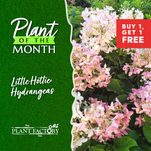 Little Hottie® Hydrangea | First Editions® Hydrangea paniculata 'BAILPANONE' PP# 32,549