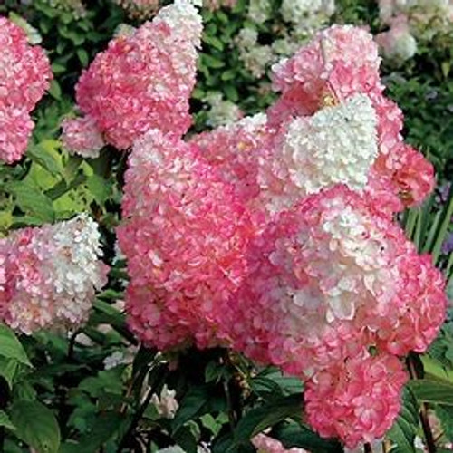 Discover the captivating beauty of Hydrangea Strawberry Sundae. This exquisite flowering plant showcases luscious strawberry-hued blooms that will elevate your garden to new heights. Experience nature's sweetest delight as you indulge in the visual allure of Hydrangea Strawberry Sundae.